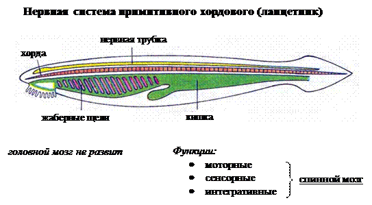 Развитие передних (головных) отделов ЦНС зависит, прежде всего, от развития сенсорных (анализаторных) и интегративных функций - student2.ru