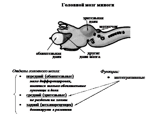 Развитие передних (головных) отделов ЦНС зависит, прежде всего, от развития сенсорных (анализаторных) и интегративных функций - student2.ru