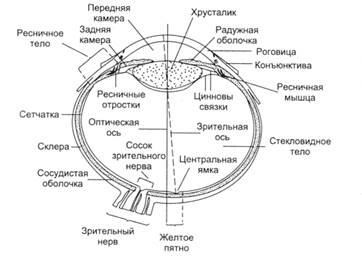 Регуляция деятельности сенсорных систем - student2.ru