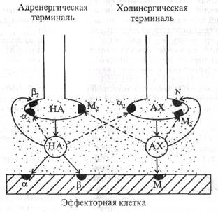 Регуляция функции синапсов - student2.ru