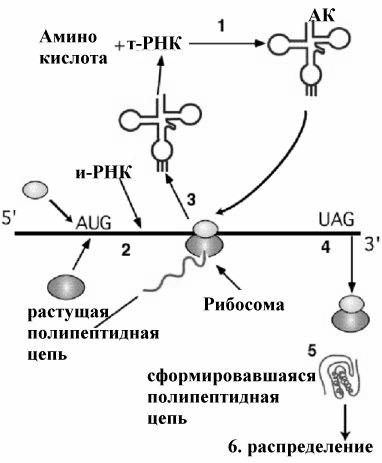 Рибосомы - принципы организации, строение, состав - student2.ru