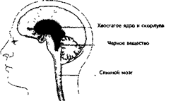 Роль базальных ганглиев в регуляции движения - student2.ru