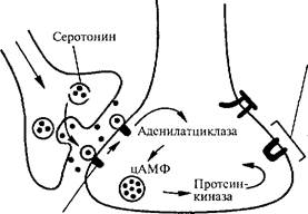 роль ионных процессов и внутриклеточных веществ в пластичности нейронов - student2.ru