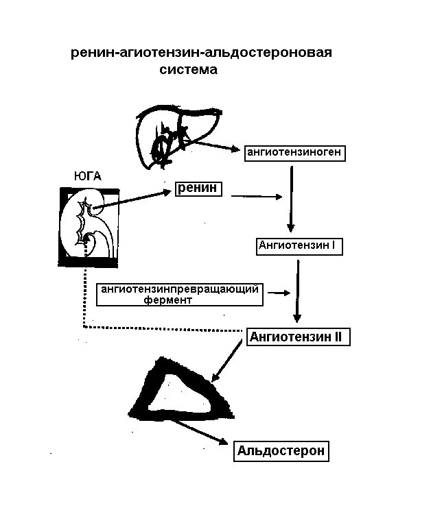 Роль почки в регуляции кислотно-основного равновесия - student2.ru