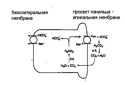 Роль почки в регуляции кислотно-основного равновесия - student2.ru