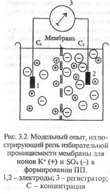 Роль проницаемости клеточной мембраны и ее поверхностных зарядов - student2.ru