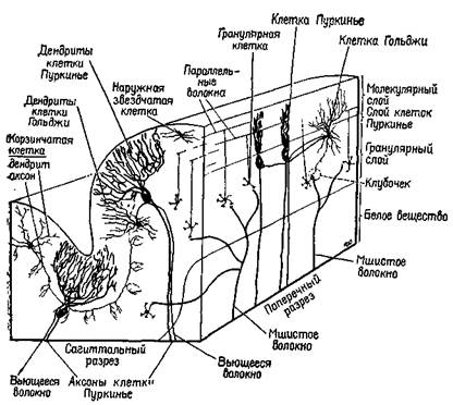 сервоконтроль мышечных сокращений - student2.ru