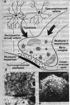 Синаптическая передача информации - student2.ru