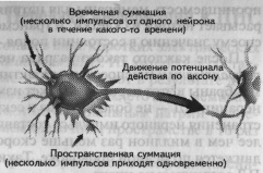 Синаптическая передача информации - student2.ru