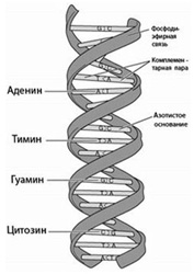 Синтез ДНК. Репликация - student2.ru