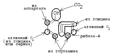 синтез нуклеиновых кислот - student2.ru