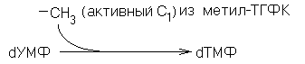 синтез пиримидиновых мононуклеотидов - student2.ru
