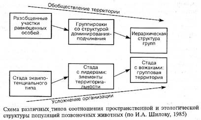 Система «доминирования-подчинения» - student2.ru