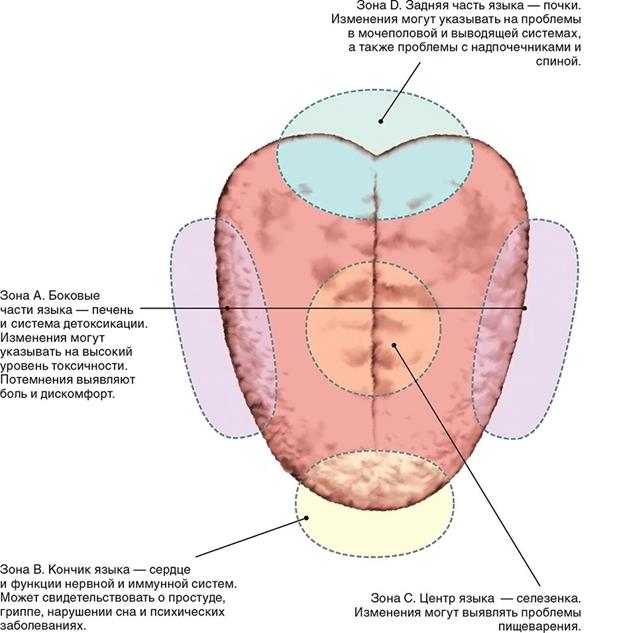 Слушание и обнюхивание - student2.ru