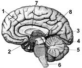Строение и функции головного мозга - student2.ru