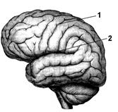 Строение и функции головного мозга - student2.ru
