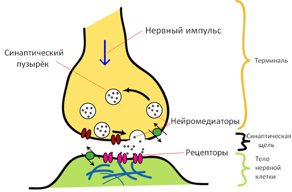 Строение и классификация синапсов - student2.ru