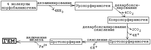 строение и обмен хромопротеинов - student2.ru
