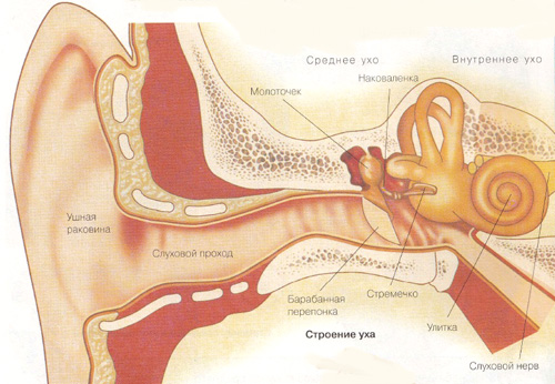 Строение уха. Этапы восприятия человеком звуков - student2.ru