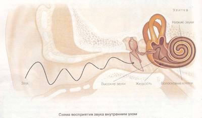 Строение уха. Этапы восприятия человеком звуков - student2.ru