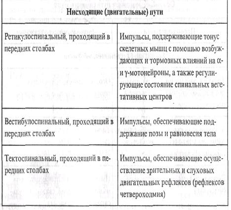 Структурно-функциональная характеристика - student2.ru