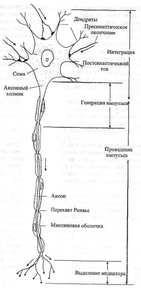 структурно-функциональная характеристика нервных клеток - student2.ru