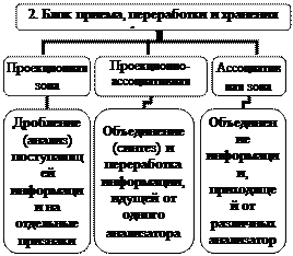 ТЕМА 14. Интегральная деятельность головного мозга - student2.ru