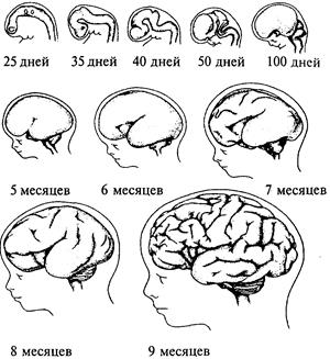 Тема 18. Эмбриогенез ЦНС - student2.ru