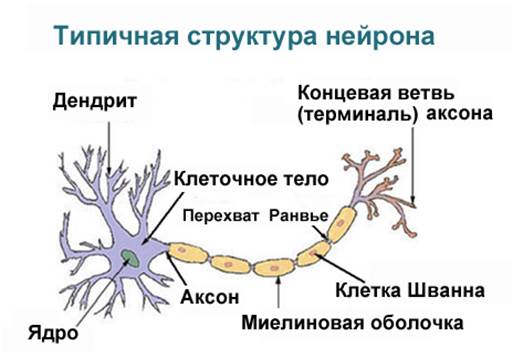 Тема 3. Структурные элементы нервной ткани - student2.ru