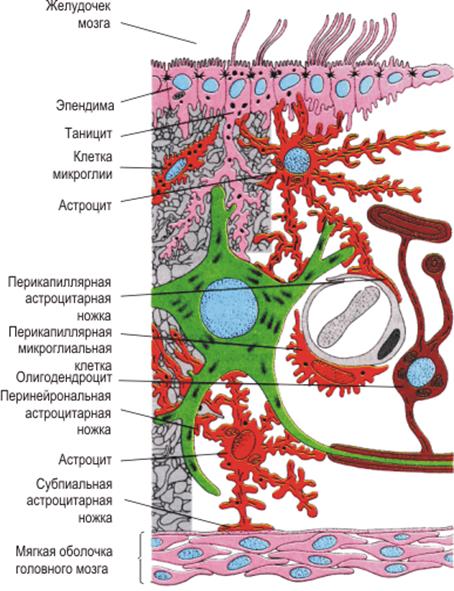 Тема 3. Структурные элементы нервной ткани - student2.ru