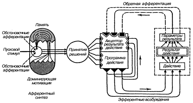 Теория нервной модели стимула - student2.ru