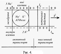 Теория «ворот» функционирования ионных каналов - student2.ru