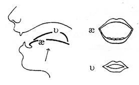 The Diagram on Vowel Sounds - student2.ru