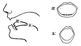 The Diagram on Vowel Sounds - student2.ru