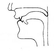 The Diagrams on Consonant Sounds - student2.ru