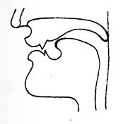 The Diagrams on Consonant Sounds - student2.ru
