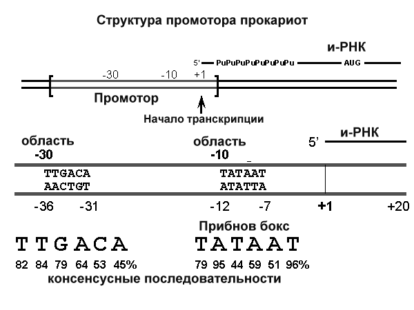 Транскриптон (оперон) - единица транскрипции - student2.ru