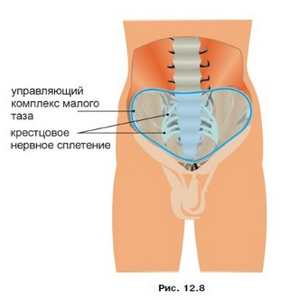 управляющий энерго-соматический комплекс малого таза - student2.ru