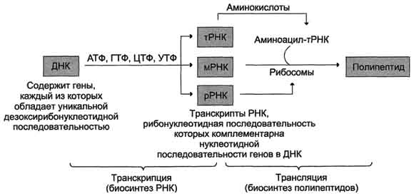 В. Дефекты репарационных систем и наследственные болезни - student2.ru