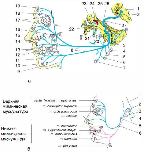 Vii пара: лицевой нерв (n. Facialis) - student2.ru