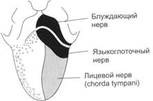 Вкусовой и обонятельный анализаторы - student2.ru