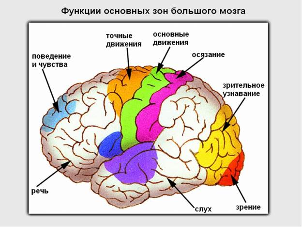 Эмбриональное развитие - student2.ru