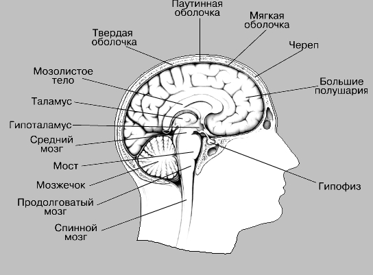 Эмбриональное развитие - student2.ru