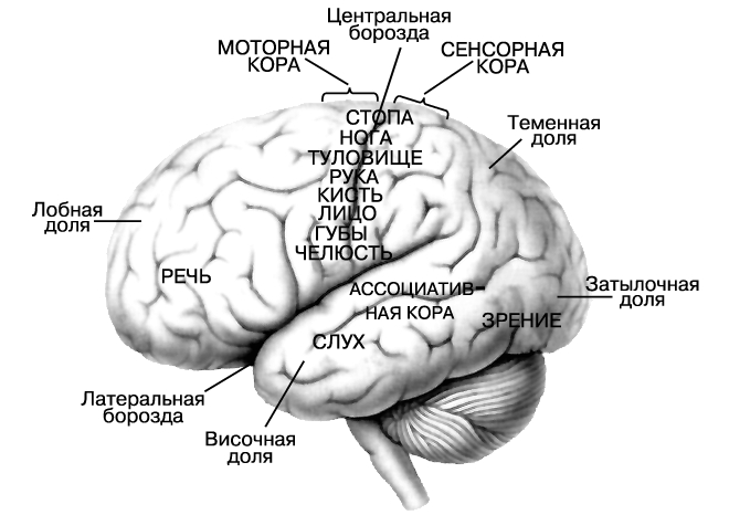 Эмбриональное развитие - student2.ru