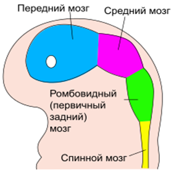 Эмбриональное развитие - student2.ru