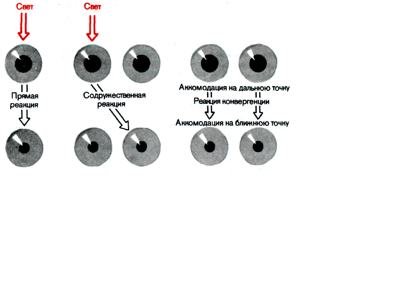 зрачок. зрачковые рефлексы - student2.ru