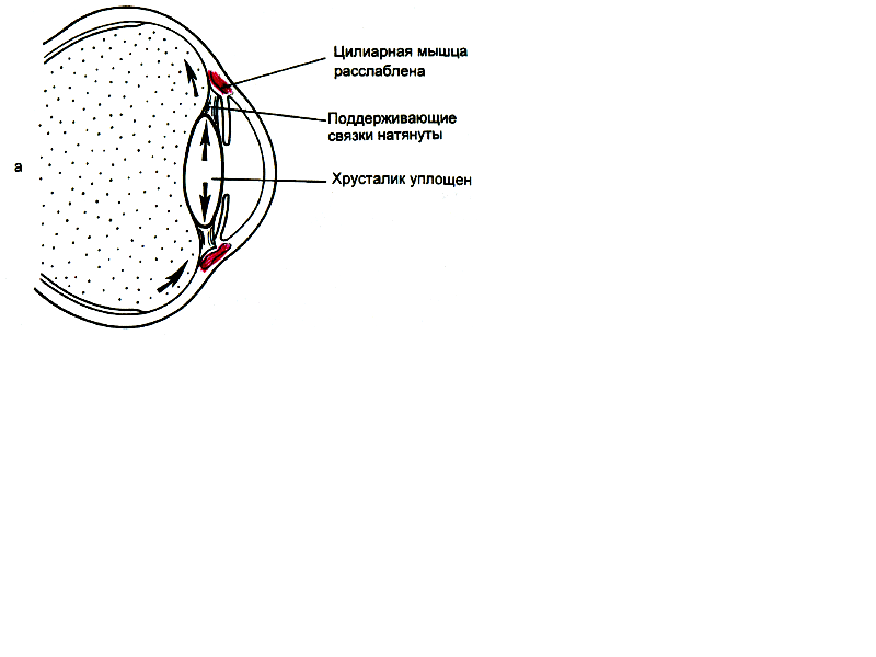 зрачок. зрачковые рефлексы - student2.ru