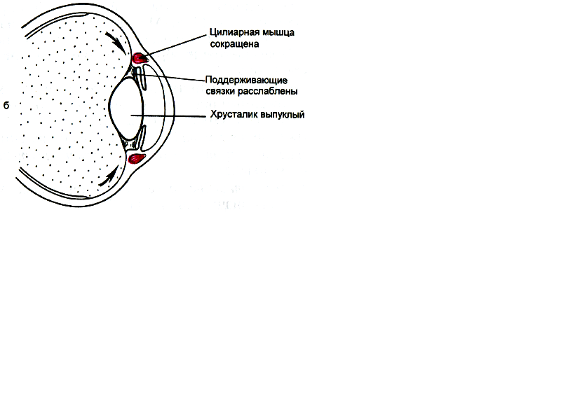 зрачок. зрачковые рефлексы - student2.ru
