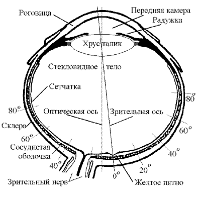 Зрительный аппарат человека - student2.ru