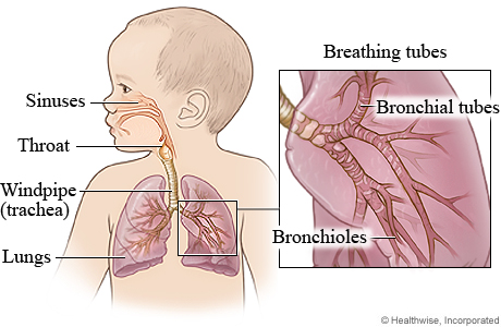 Section 3. Respiratory diseases in children - student2.ru